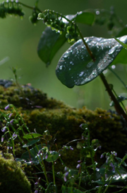 Close-up of dew-covered leaves above moss on a forest floor.